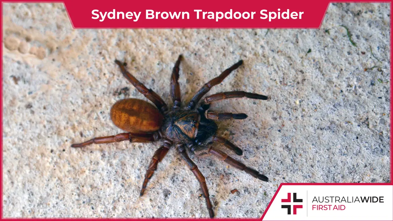 Sydney Brown Trapdoor Spider