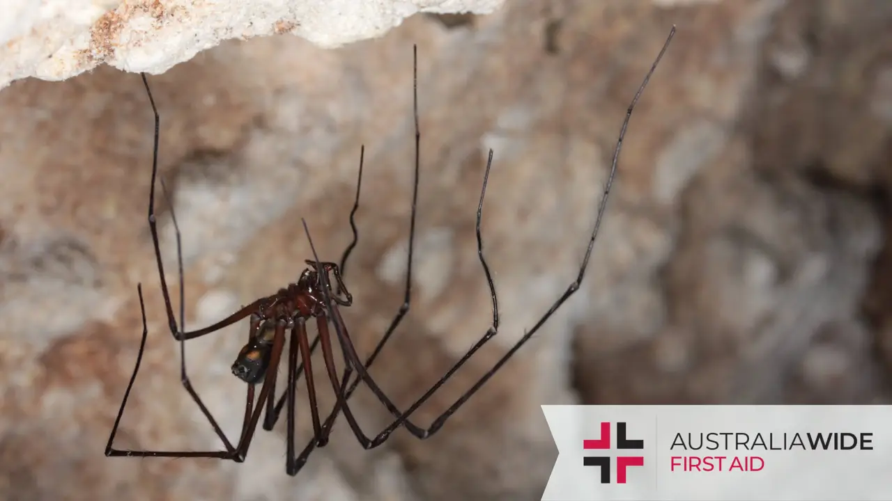 A Tasmanian cave spider hanging upside down in a cave
