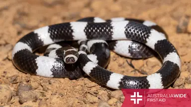 A Bandy Bandy snake coiled on a dirt floor
