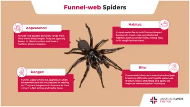 Infographic on the Funnel-web Spider
