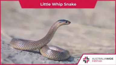 Little whip snake on rock
