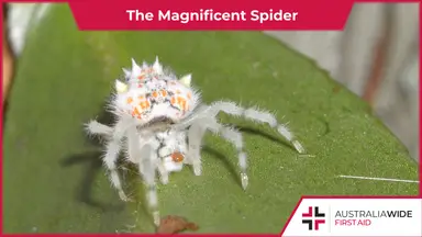 A small white coloured spider sitting on a leaf