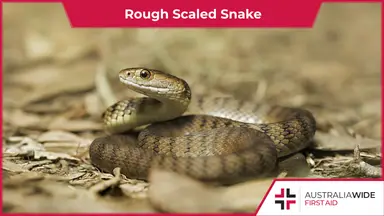 Rough Scaled Snake