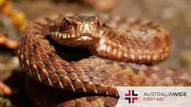 Snakes in Darwin
