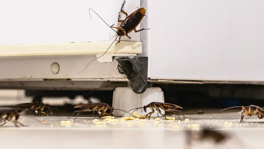A gang of cockroaches eating food from the kitchen floor