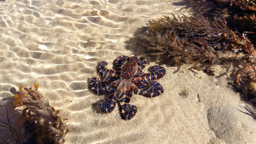 Blue ringed octopus sitting in shallow water