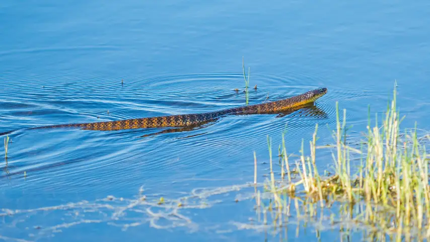 A Brown Tiger Snake Swimming Across Water