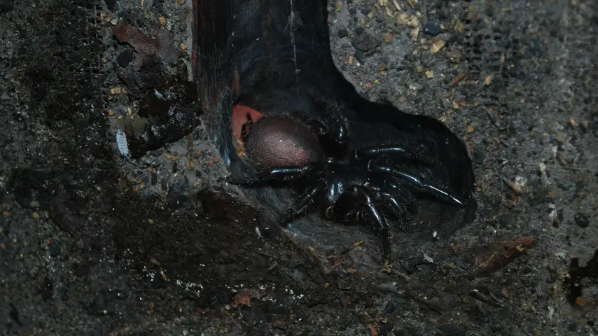 Funnel-web Spider Sitting in an Underground Burrow 