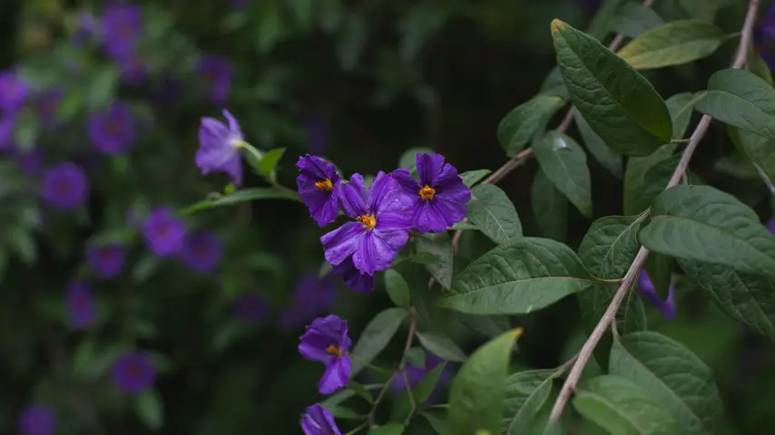kangaroo apple Solanum laciniatum