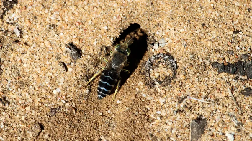 Sand Wasp