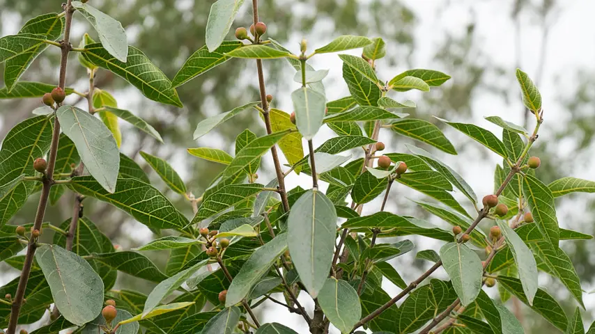 Sandpaper Fig, Ficus Opposita, with fruit and foliage growing in bushland