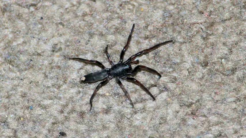 White -tailed Spider on Carpet